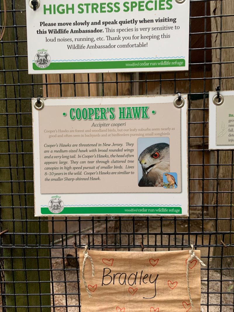 A Quiet Code Around The Animals A Quiet Code Around The Animals