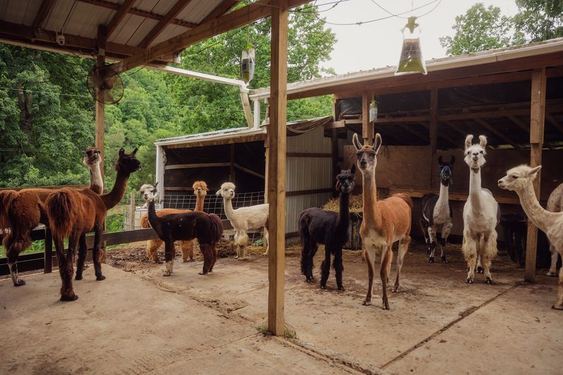 A Quiet Farm Tucked Into Cosby