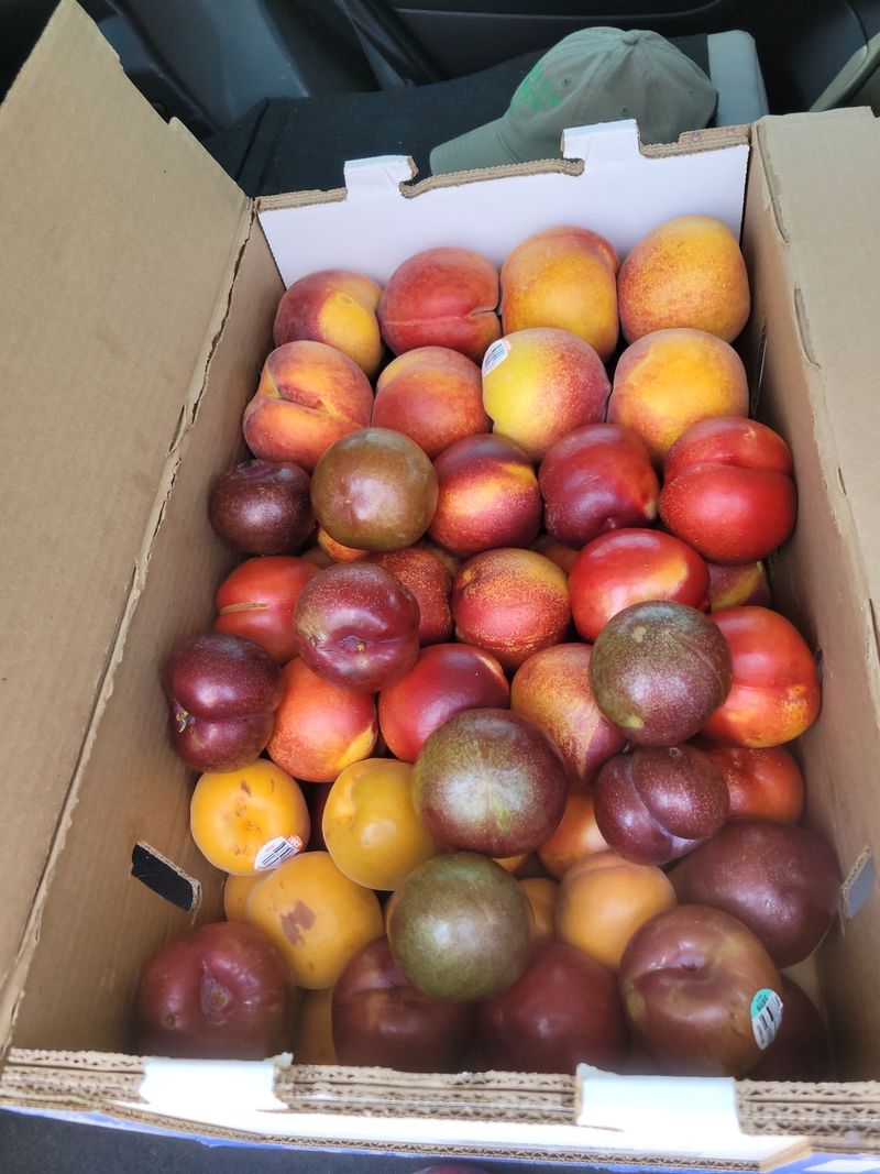 A Rainbow of Stone Fruit Varieties