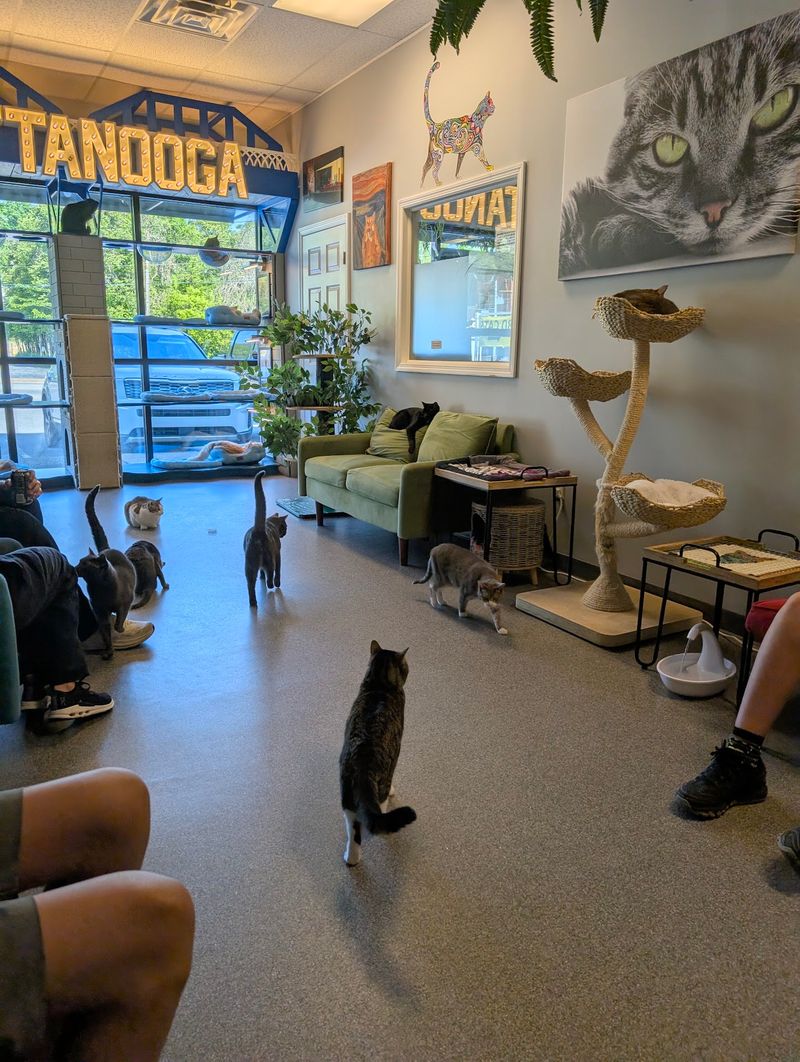 A Rescue Mission Wrapped in Fur and Coffee A Rescue Mission Wrapped in Fur and Coffee