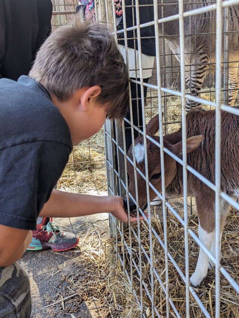A Rescue Mission at Its Heart A Rescue Mission at Its Heart