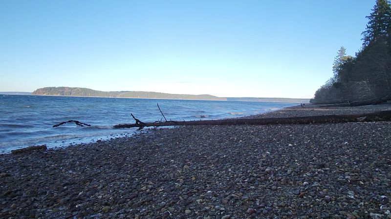 A Rocky Beach Full of Shells and Barnacles
