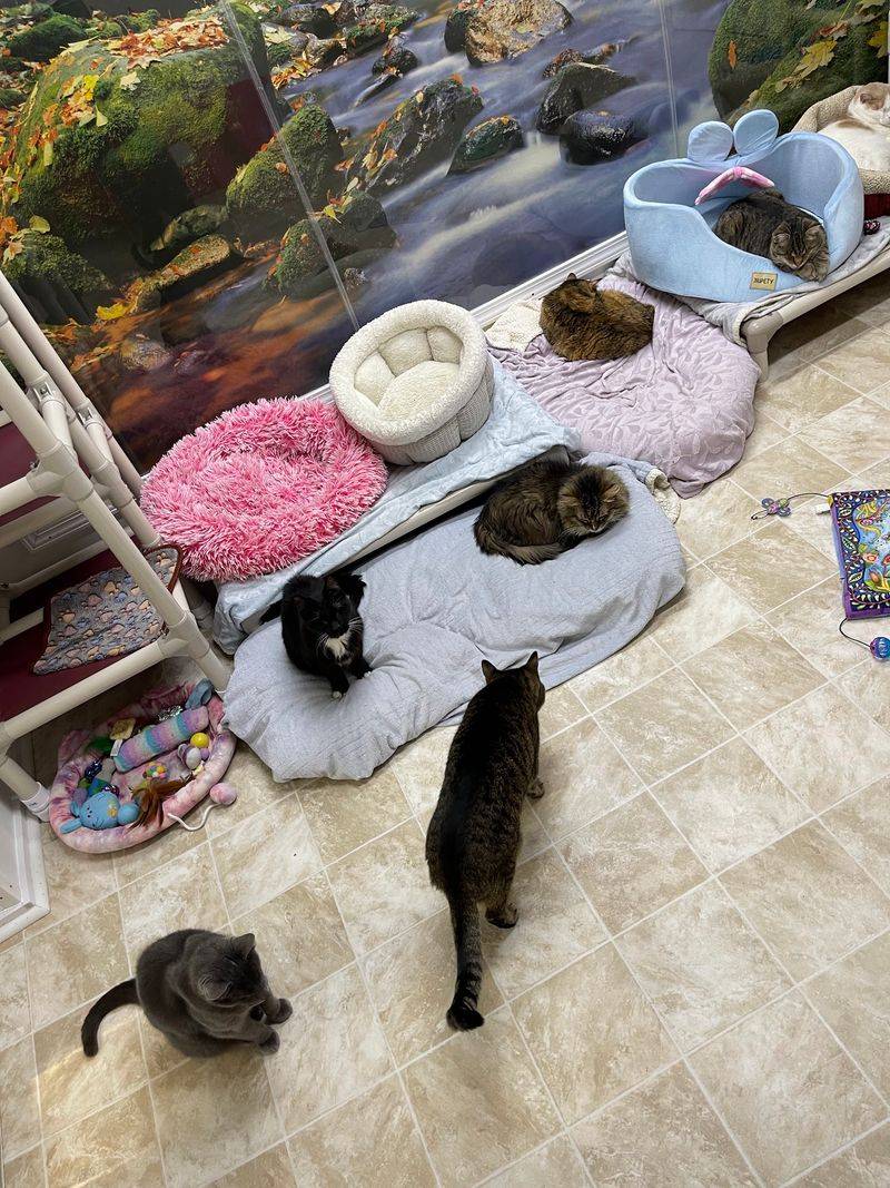 A Safe Landing for Cats With Nowhere Else to Go A Safe Landing for Cats With Nowhere Else to Go