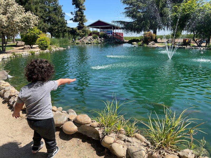 A Serene Pond Full of Koi and Turtles