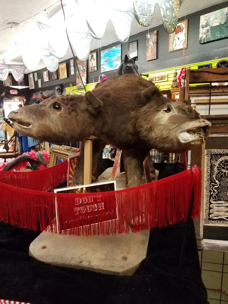 A Shop Built Around the Strange and Singular