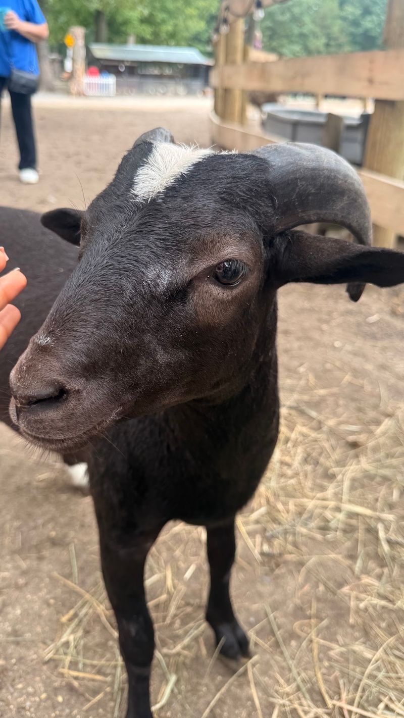 A Soft Verdict For New Jersey Animal Lovers A Soft Verdict For New Jersey Animal Lovers