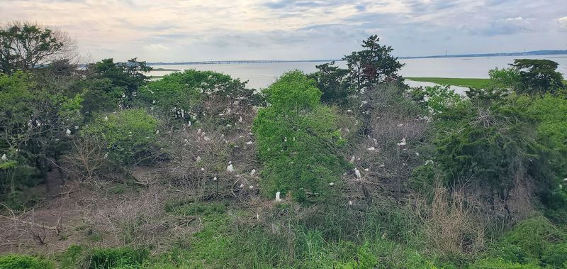 A Soft Verdict On Ocean City’s Unexpected Rookery Stop A Soft Verdict On Ocean City’s Unexpected Rookery Stop