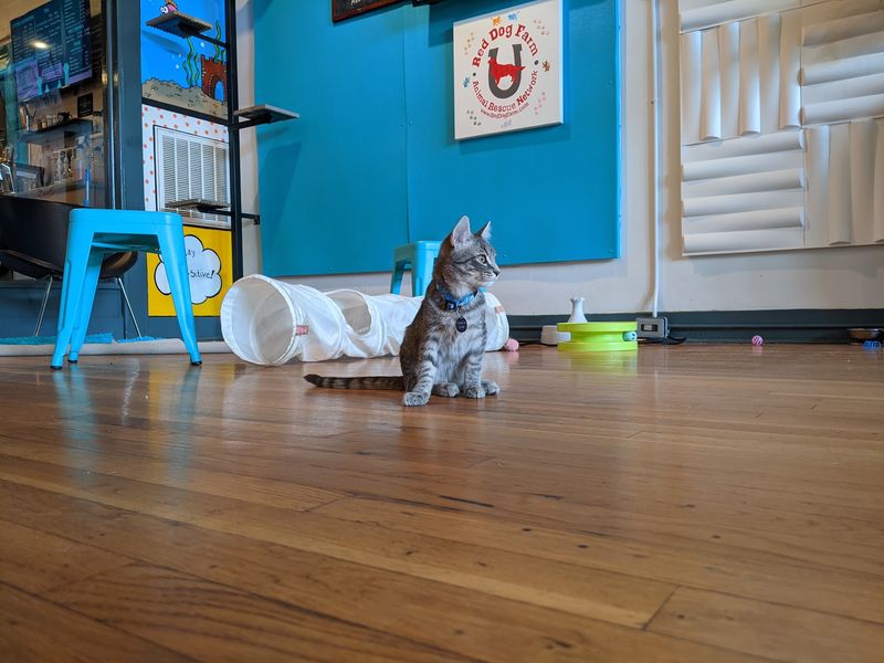 A Space Built With the Cats in Mind A Space Built With the Cats in Mind
