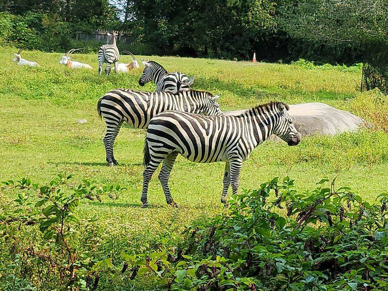 A Sprawling Wildlife Park Hiding in Mendon A Sprawling Wildlife Park Hiding in Mendon