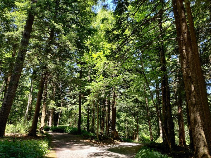 A Stand of Ancient Hemlocks