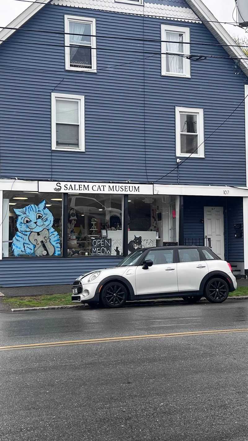 A Storefront on Boston Street With a Feline Secret A Storefront on Boston Street With a Feline Secret