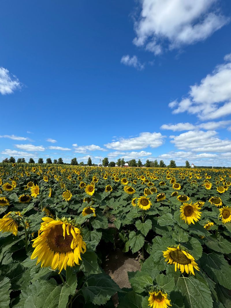 A Sunflower Field That Adds to the Summer Magic