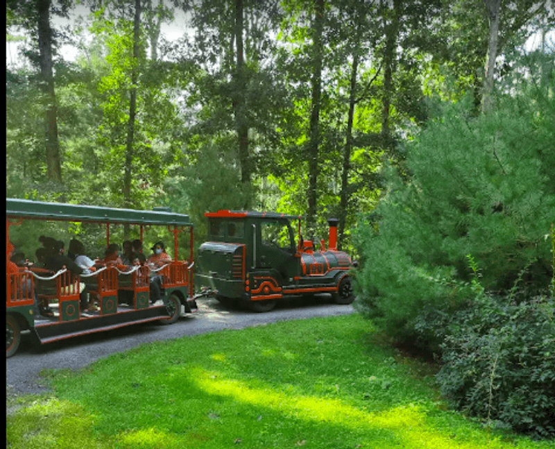A Train Ride Past Giraffes and Elk A Train Ride Past Giraffes and Elk