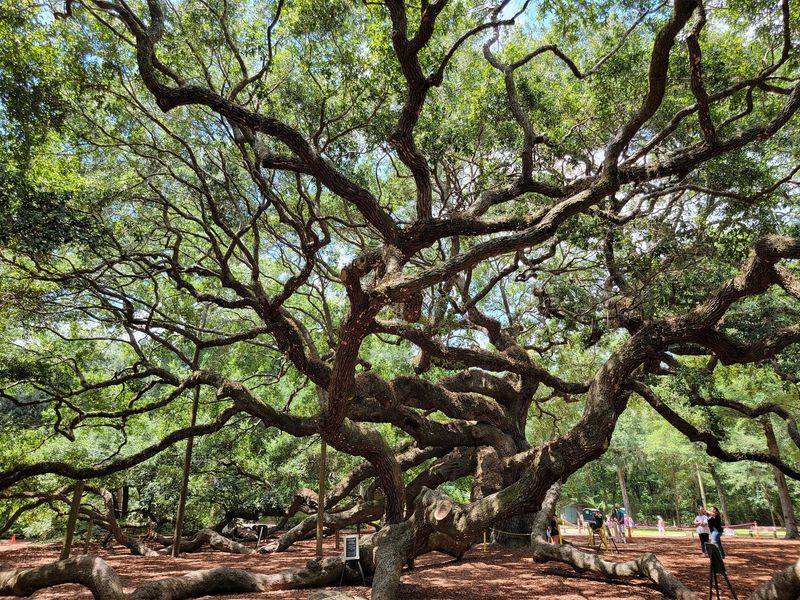 A Tree That Rewrites Your Sense of Scale A Tree That Rewrites Your Sense of Scale