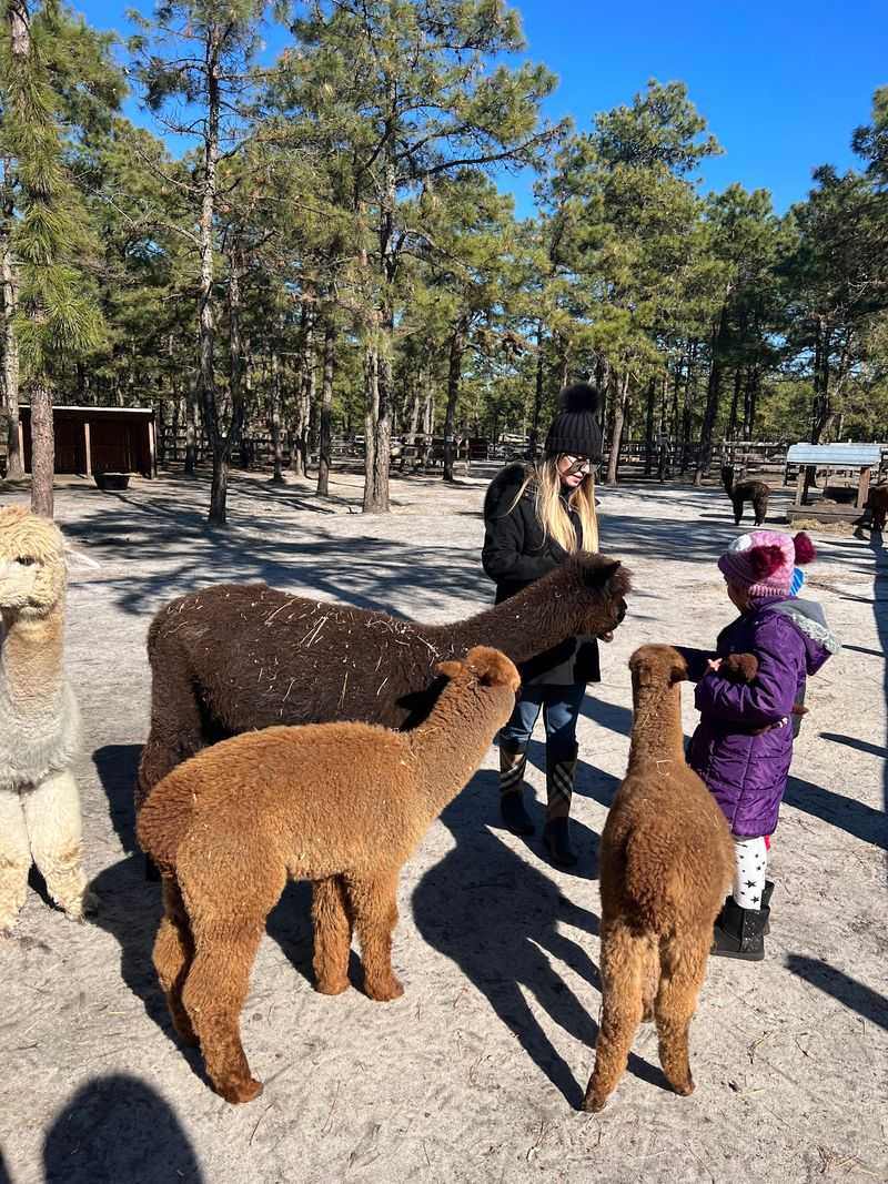 A Waretown Farm With Alpacas At The Center A Waretown Farm With Alpacas At The Center