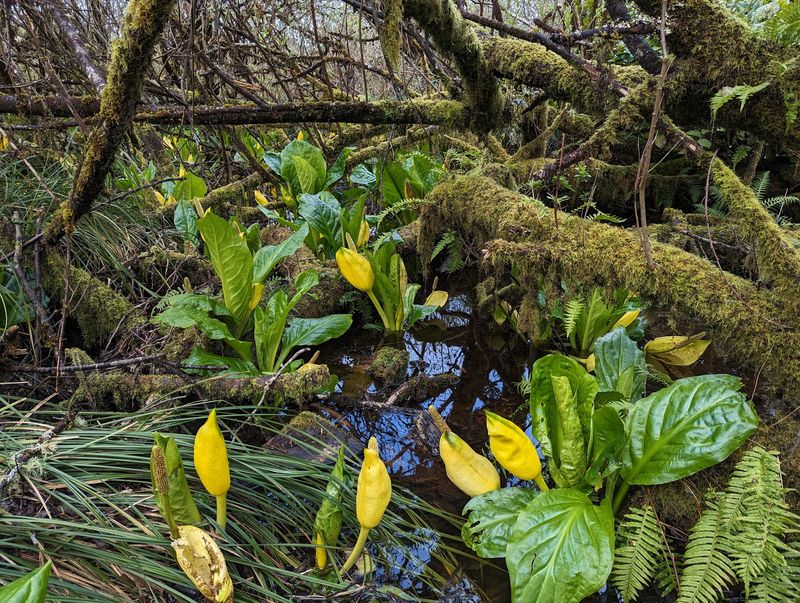 A Wetland Alive With Creatures A Wetland Alive With Creatures