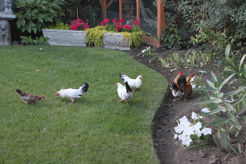 A Whimsical Feathered Welcome You Did Not Expect