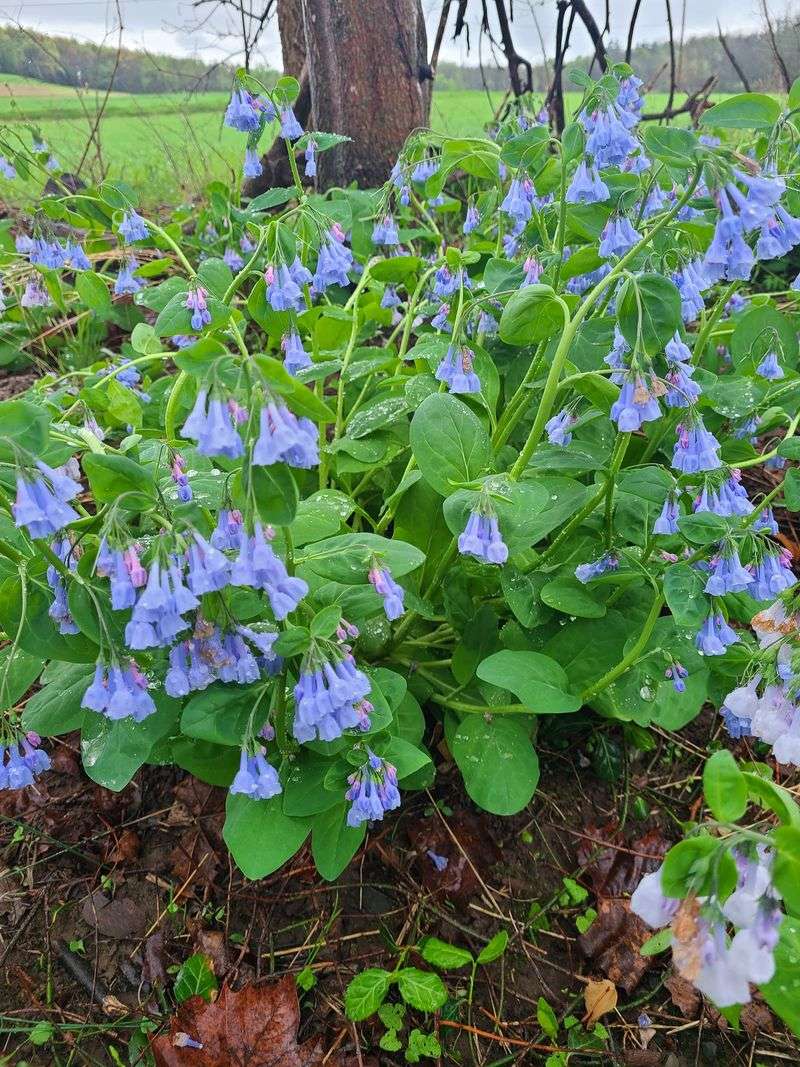 A Wildflower Paradise Hidden in Plain Sight A Wildflower Paradise Hidden in Plain Sight