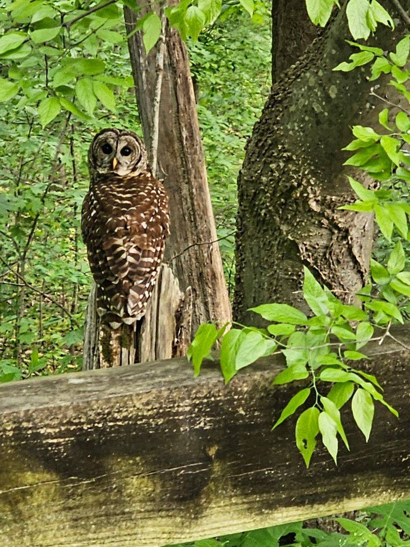 A Wildlife-Watcher's Dream Come True