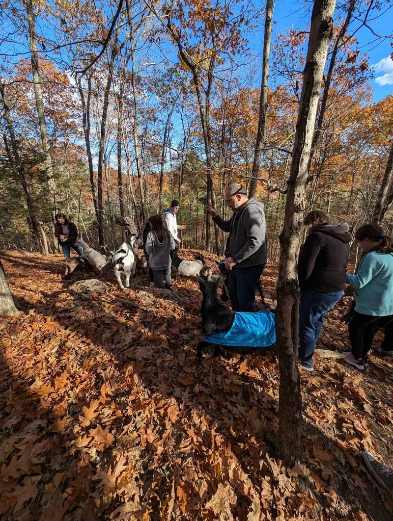 A Woodland Hike With a Herd Following Behind A Woodland Hike With a Herd Following Behind