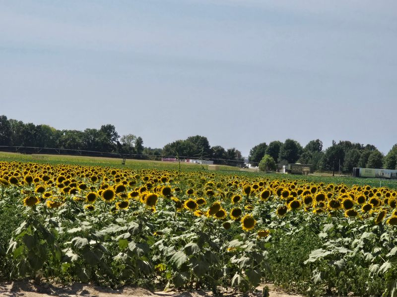 A Working Farm Behind the Blooms