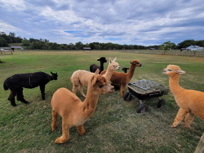 A cria encounter may depend on timing