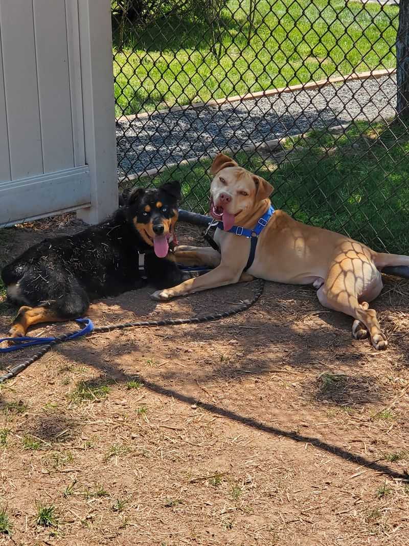 A mission shaped by cats, dogs, and second chances A mission shaped by cats, dogs, and second chances