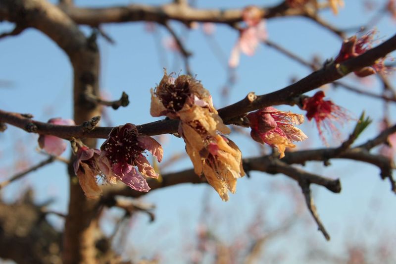 A peach festival depends on a crop that Oklahoma weather can punish