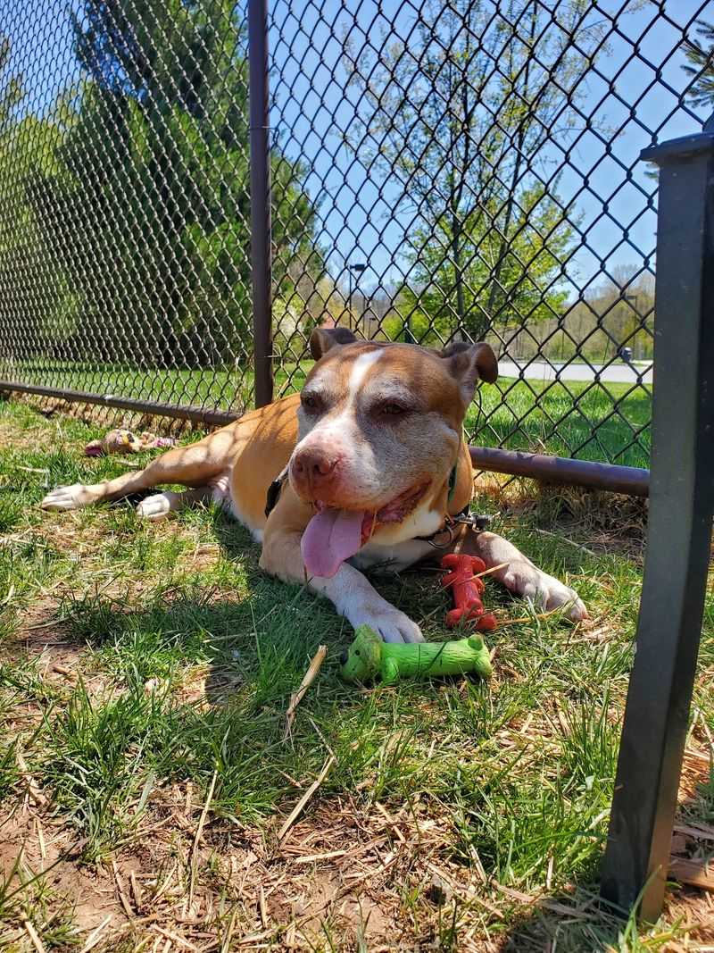 A soft verdict for New Jersey animal lovers A soft verdict for New Jersey animal lovers