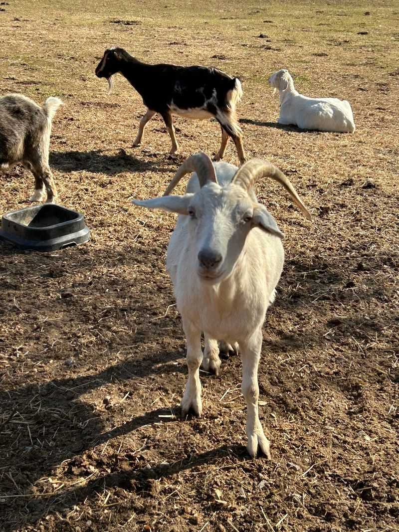 A vegan sanctuary with a clear point of view A vegan sanctuary with a clear point of view