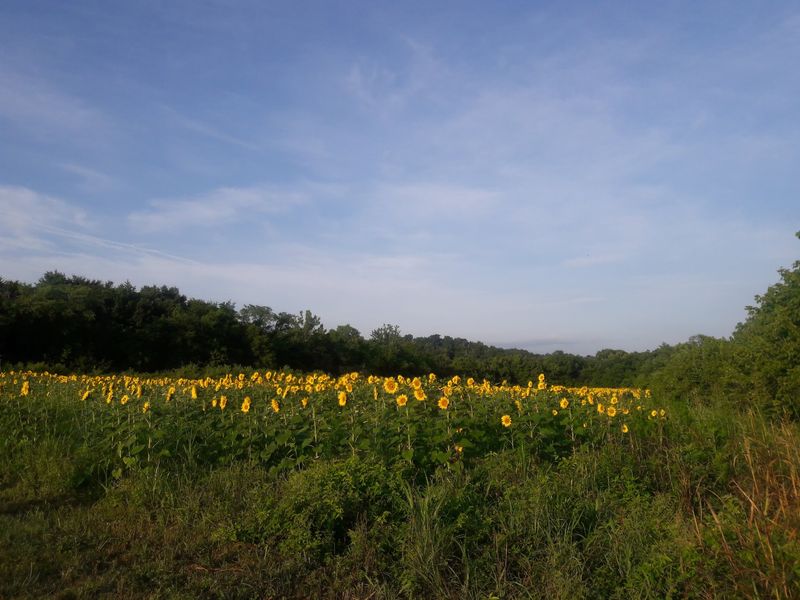 Acres Upon Acres of Yellow Acres Upon Acres of Yellow
