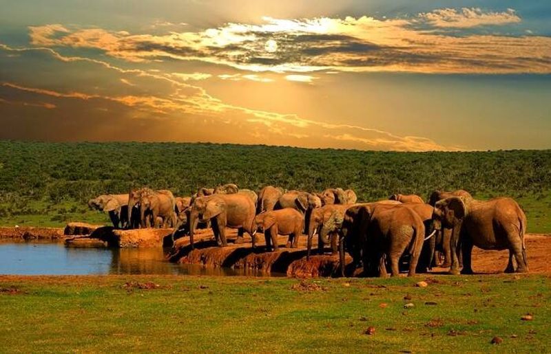Addo Elephant National Park, South Africa Addo Elephant National Park, South Africa
