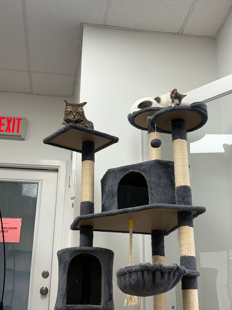 Adoption As The Main Plot Adoption As The Main Plot