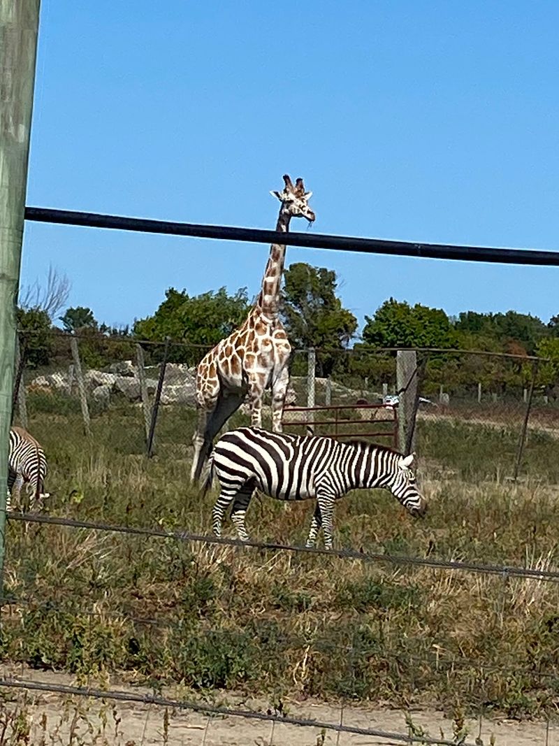 African Safari Wildlife Park and Where to Find It African Safari Wildlife Park and Where to Find It