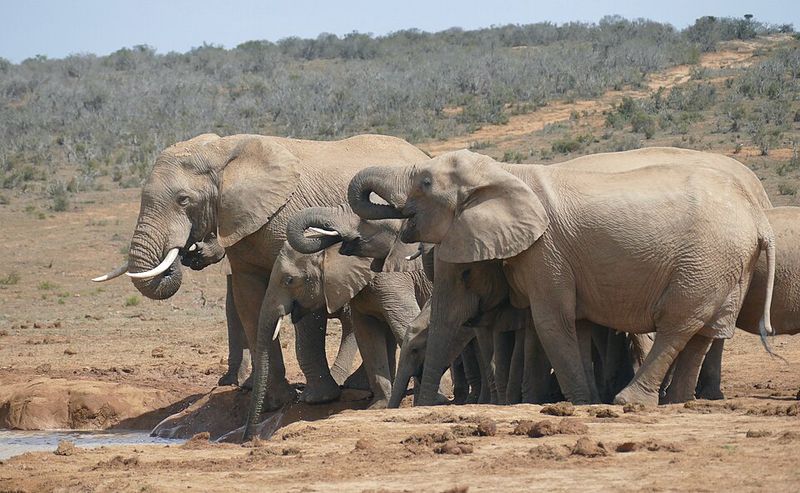 African Savanna Elephants African Savanna Elephants
