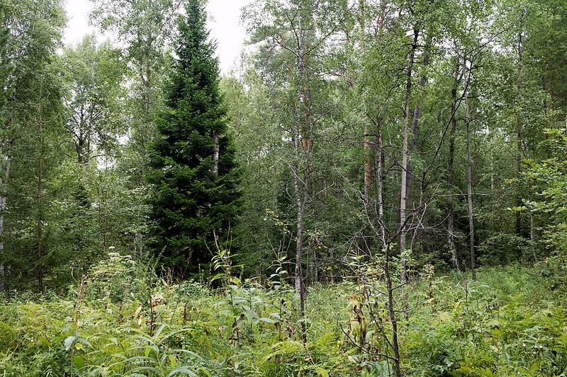 Agafia Lykova - The Siberian Taiga Survivor Agafia Lykova - The Siberian Taiga Survivor