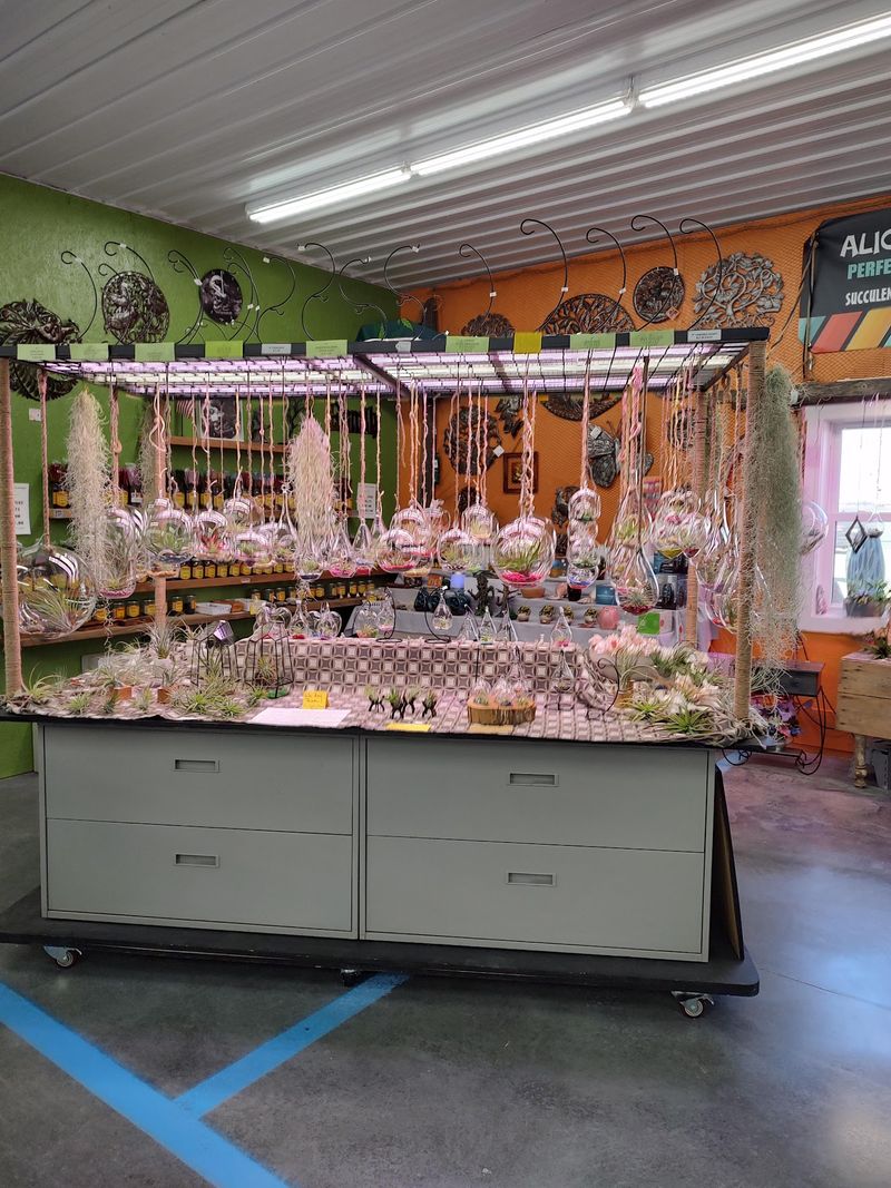 Air Plants, Soaps, and the Booths That Stand Out Air Plants, Soaps, and the Booths That Stand Out