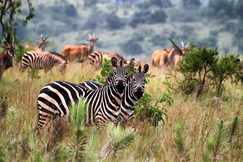 Akagera National Park, Rwanda Akagera National Park, Rwanda