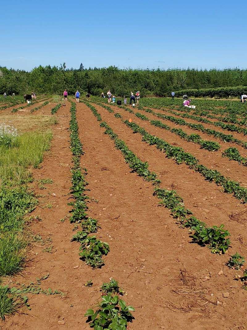 Albeke Farms, Oregon City Albeke Farms, Oregon City