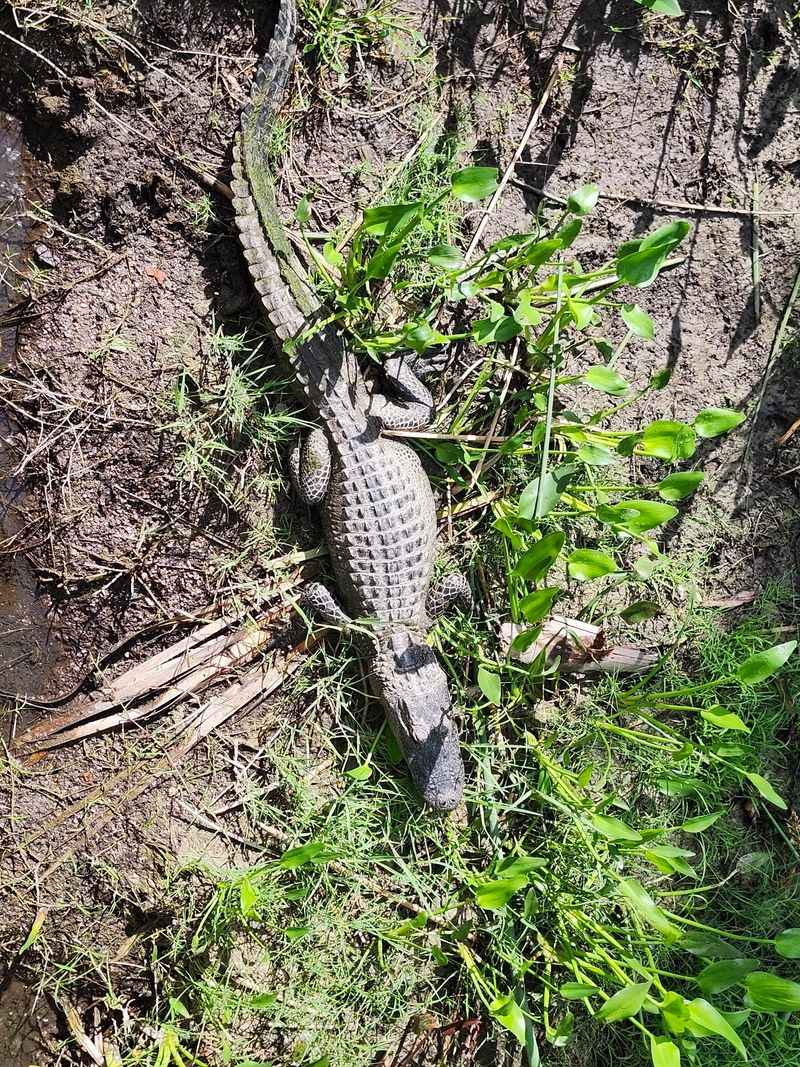 Alligators, Birds, Turtles, and Other Wildlife You Might Spot Alligators, Birds, Turtles, and Other Wildlife You Might Spot