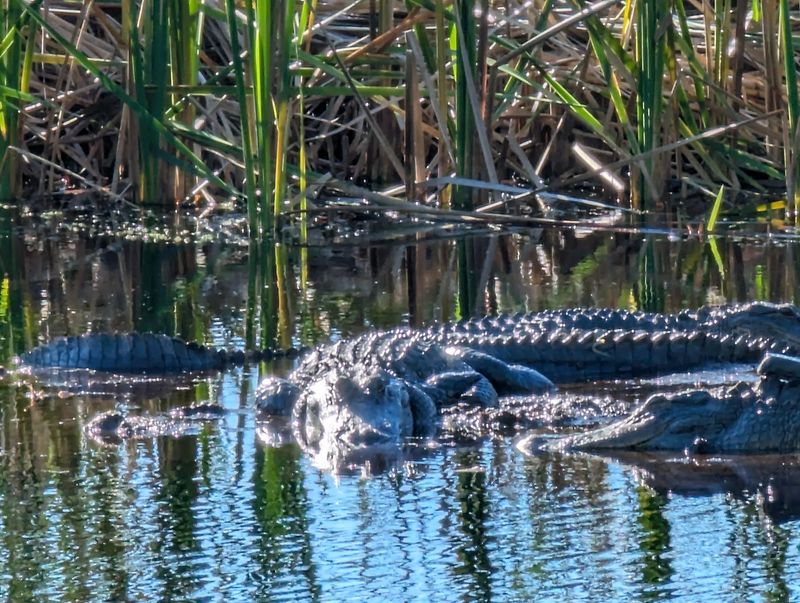 Alligators, Marshes, and Serious Wildlife Watching