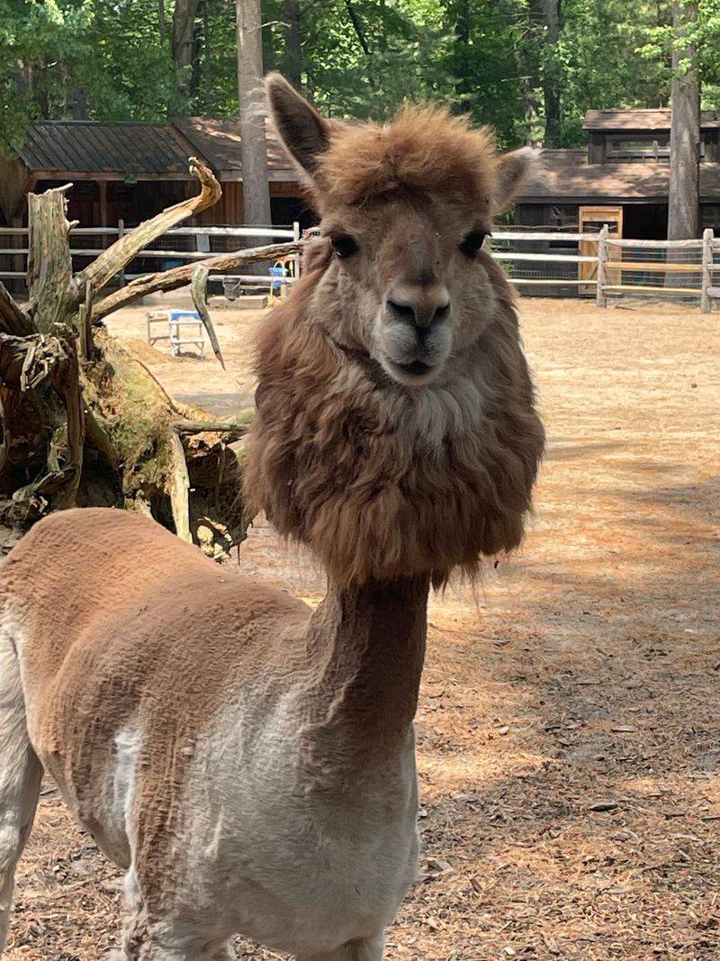 Alpacas, Goats, Chickens, and a Few Surprises Alpacas, Goats, Chickens, and a Few Surprises