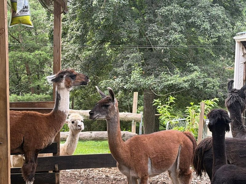 Alpacas, a Guanaco, and Some Friendly Dogs