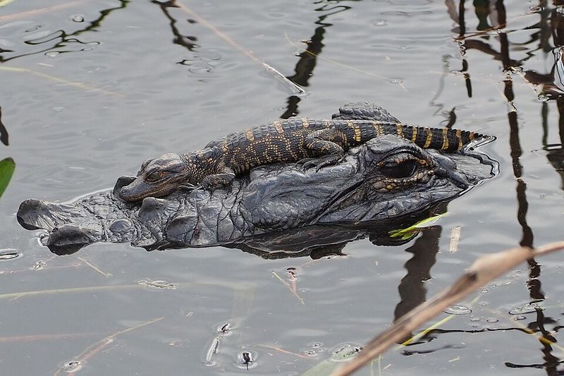American Alligator American Alligator