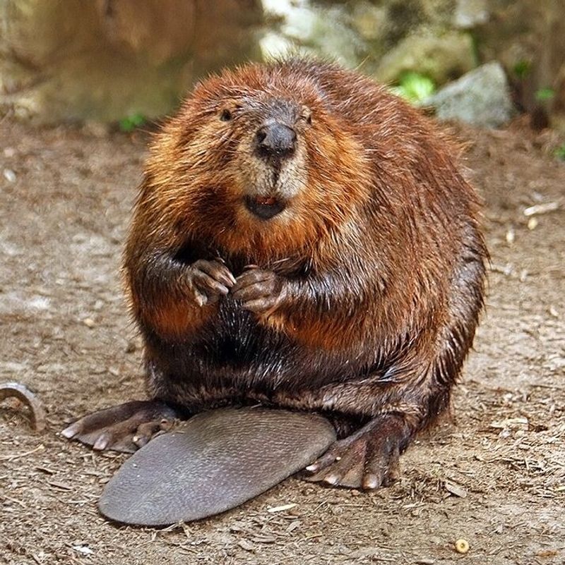 American Beavers American Beavers