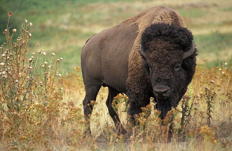American Bison American Bison