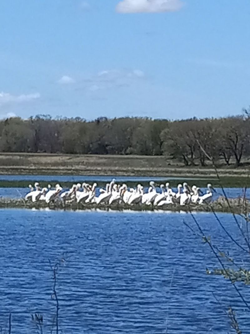American White Pelicans Make Surprising Appearances American White Pelicans Make Surprising Appearances