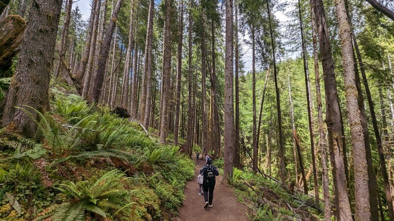 An Easygoing Walk Through Dense Woods An Easygoing Walk Through Dense Woods