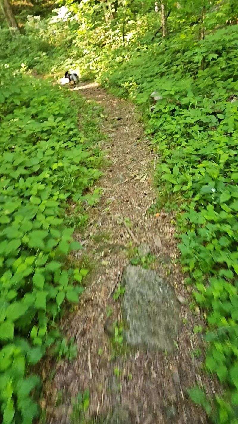 An Old Logging Road Underfoot An Old Logging Road Underfoot