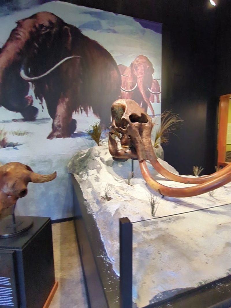 Ancient Animals Come to Life Through Taxidermy